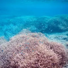 製氷海岸