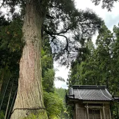 蓮花寺の大杉
