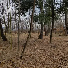 カブトムシの森