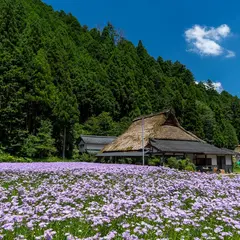 北山友禅菊