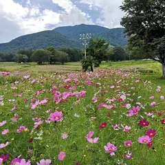 旬花咲く黒姫高原・コスモス園