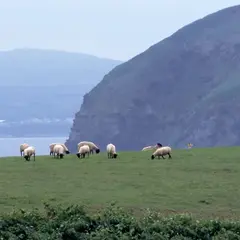 焼尻島