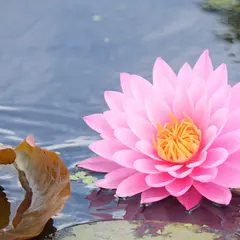 千町無田水田公園