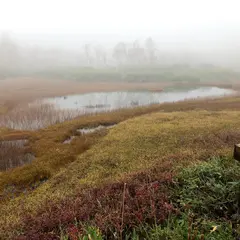 浮島湿原