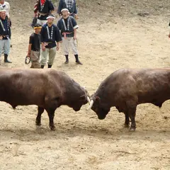 小千谷闘牛場