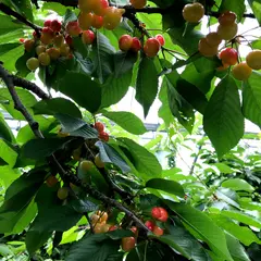 山崎農園