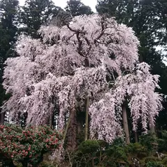 井岡寺