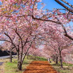 かわづ桜の丘渋川