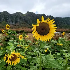 Waimanalo Country Farms