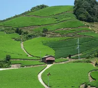 石寺の茶畑の写真・動画_image_179132