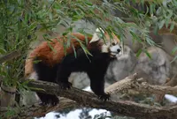東京都多摩動物公園の写真・動画_image_16972