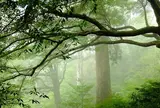 屋久島自然休養林（ヤクスギランド）