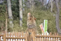 東京都多摩動物公園の写真・動画_image_16992
