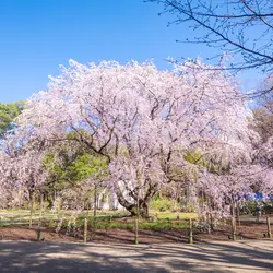 六義園の楽しみ方完全ガイド 都会で桜や紅葉を贅沢に味わえる 周辺情報も満載 Holiday ホリデー