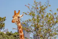 タロンガ動物園の写真・動画_image_978618