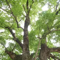 大麻比古神社の写真・動画_image_540496