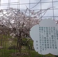 畑のしだれ桜の写真・動画_image_128799