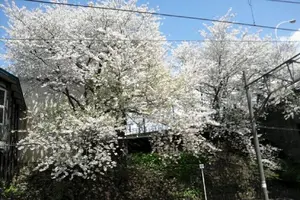 南小樽駅から歩いて観光！絵になる景色！