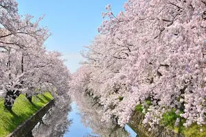 東海　桜🌸