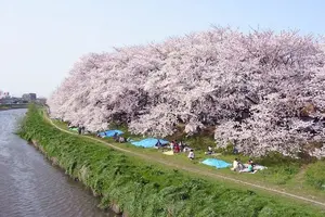 越谷・川口　桜ウォーカー