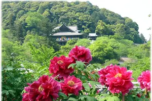 奈良、花と観音さまのお寺で楽しいお参りを…！