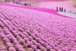 ４月中旬〜GWが見頃！埼玉・秩父へ芝桜を見に行こう！