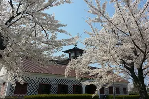新潟市近辺　お勧め「桜」スポット
