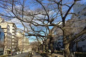 播磨坂から小石川植物園へ〜極上の散歩道が奏でる奇跡のハーモニー