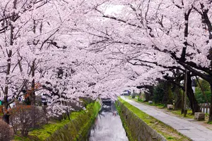 京都 大阪 満開の桜を楽しもう！