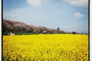 お花見絶景スポット☆ピンクと黄色のコントラストを堪能あれ！