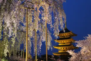 京都の夜桜ライトアップ満喫プラン