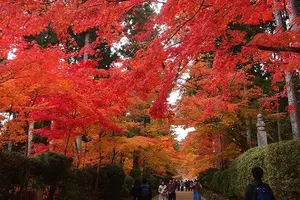 世界遺産 高野山へ 紅葉を見に行こう！！
