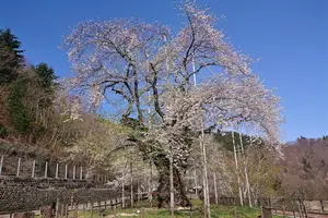 荘川桜ガイド