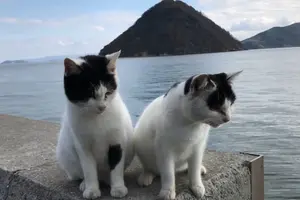 【香川県】『猫の島』佐柳島で過ごす癒しのスローライフ旅🐈