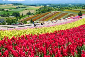 北海道　富良野、美瑛の花と絶景を楽しむ旅