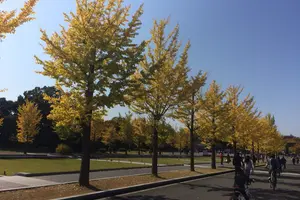 手軽に行ける紅葉スポット、昭和記念公園でぷらぷらしよう