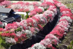 長野花桃の里