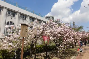 大阪造幣局桜の通り抜けの春