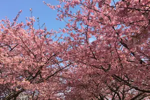 八千代＆佐倉🌸春を先取り🌸