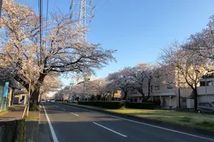 こんな時だから、外で桜を眺めて散歩