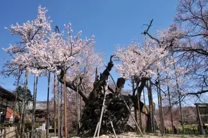 山高神代桜　ワニ塚の桜