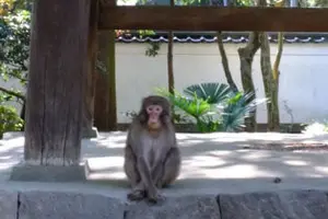 箱根湯本駅周辺散策♪　野生の猿に遭遇するかも！