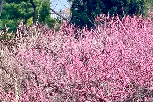 3月　京都へ梅を見に