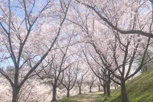 岐阜の満開な桜を満喫しよう！