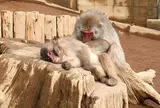 高尾山さる園・野草園