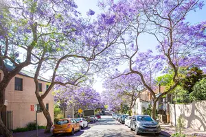 オーストラリアの桜「ジャカランダ」でシドニーのお花見