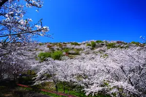 【宮崎春の花旅】桜を巡る春を満喫できるスポット特集！