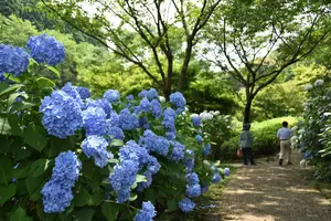 【宮崎夏の花旅】初夏の花を巡る🌻宮崎を色鮮やかに彩る花々を紹介します！