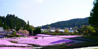 三田市の芝桜　花のじゅうたんとお蕎麦を巡る旅