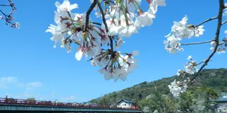 春近し～京都・山城🌸